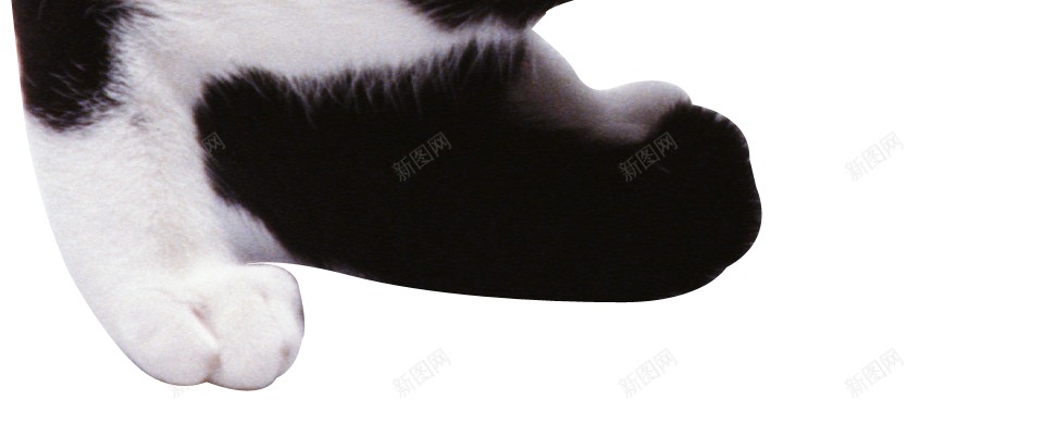 猫猫科动物png免抠素材_新图网 https://ixintu.com 猫 猫科动物