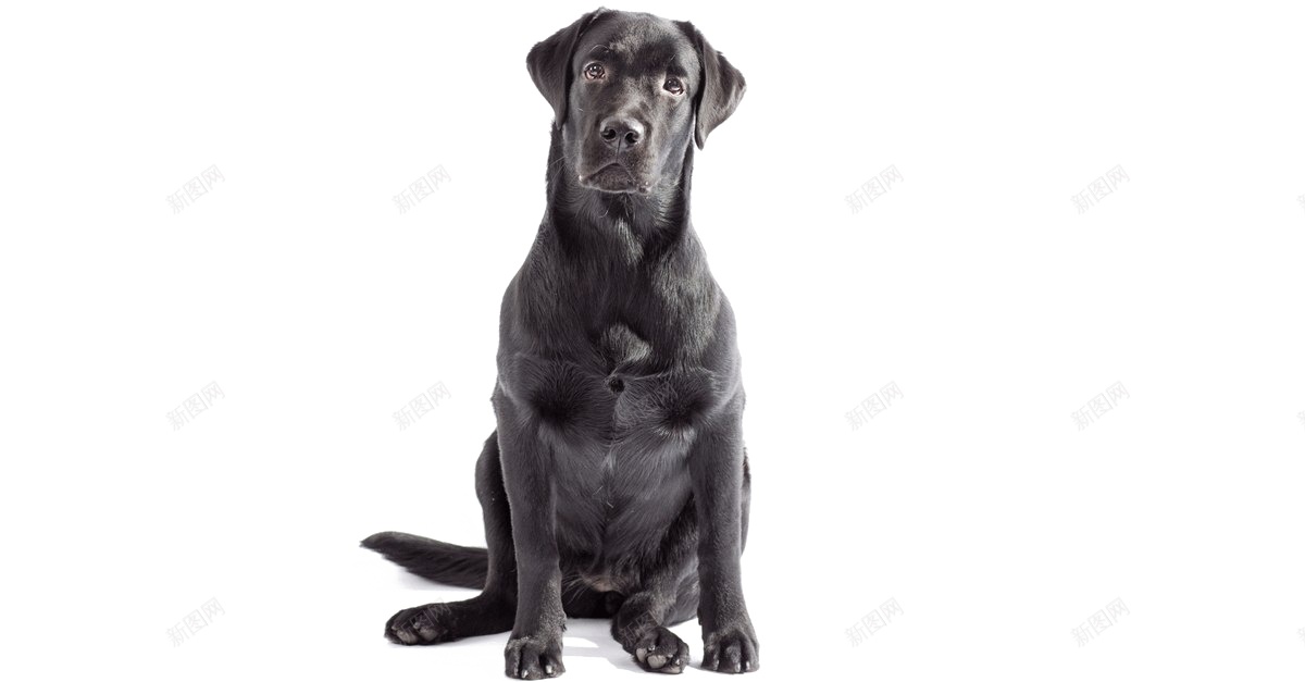 拉布拉多猎狗拉布拉多猎犬png免抠素材_新图网 https://ixintu.com 拉布拉多猎犬 拉布拉多猎狗