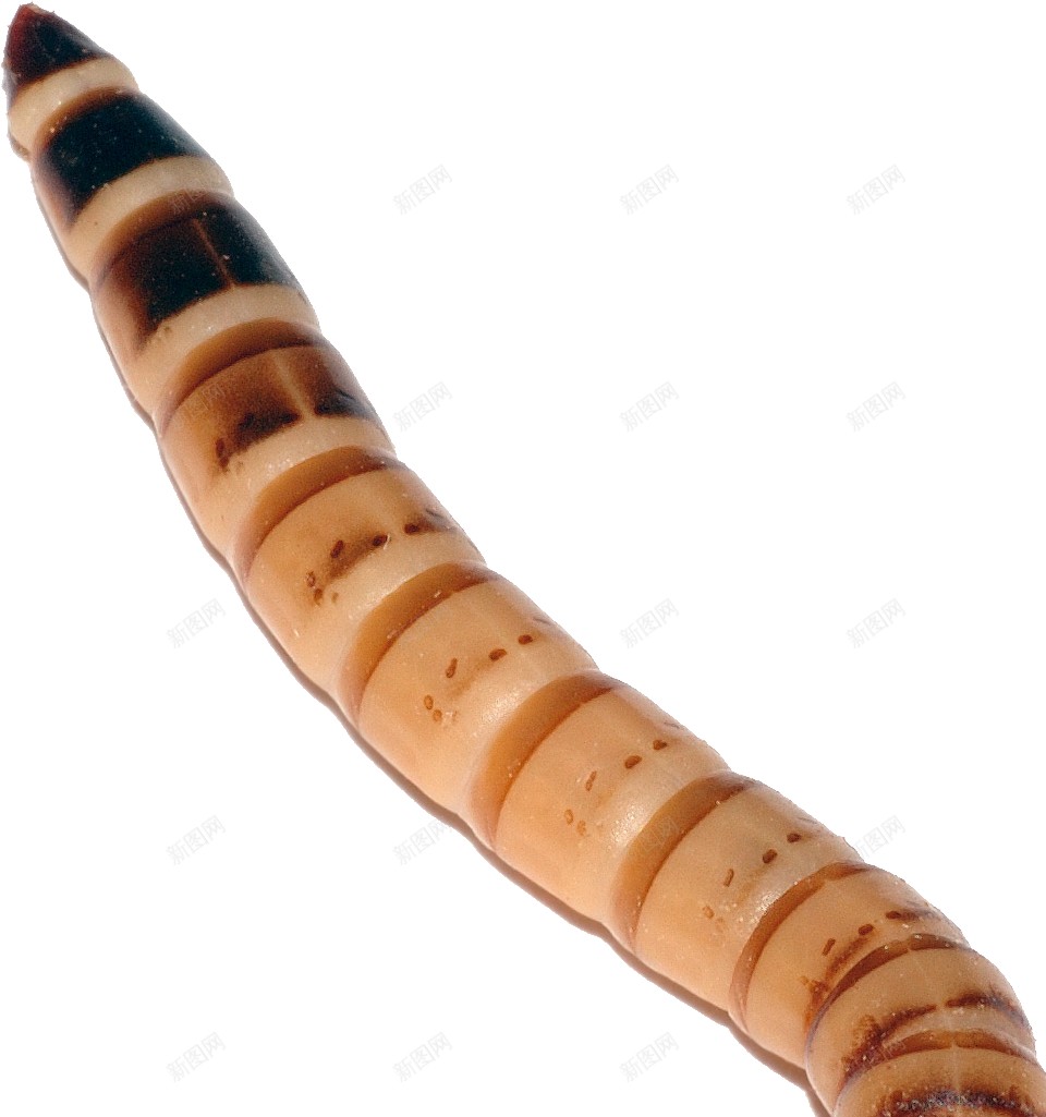 蛆maggot的复数png免抠素材_新图网 https://ixintu.com maggot的复数 蛆