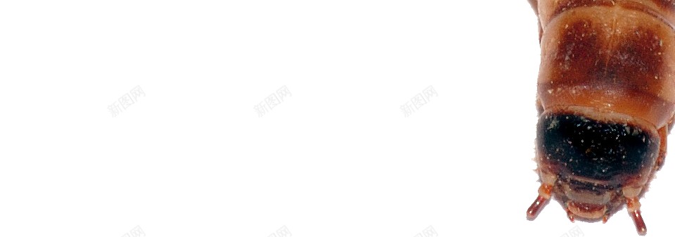 蛆maggot的复数png免抠素材_新图网 https://ixintu.com maggot的复数 蛆