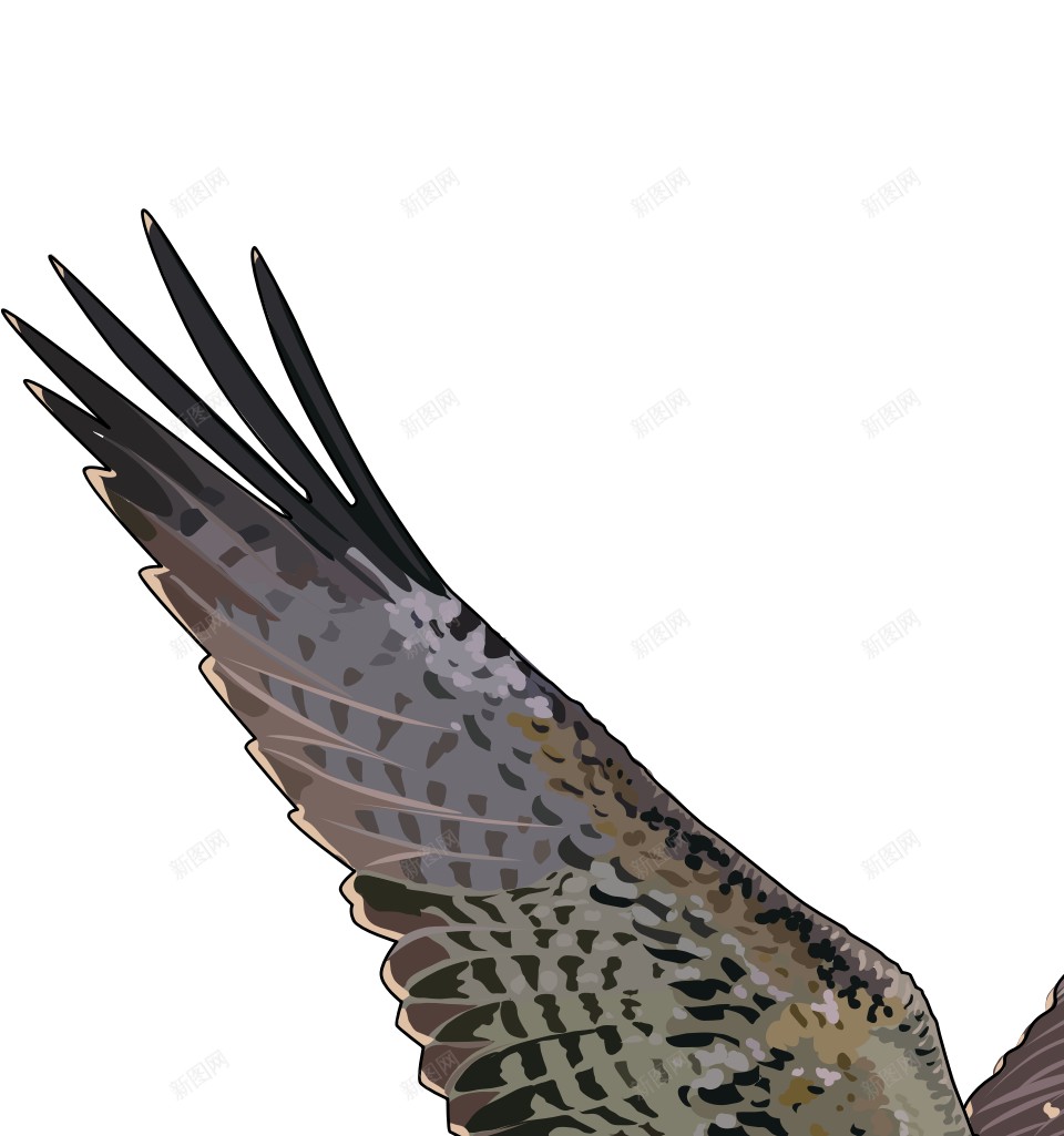 隼png免抠素材_新图网 https://ixintu.com 隼