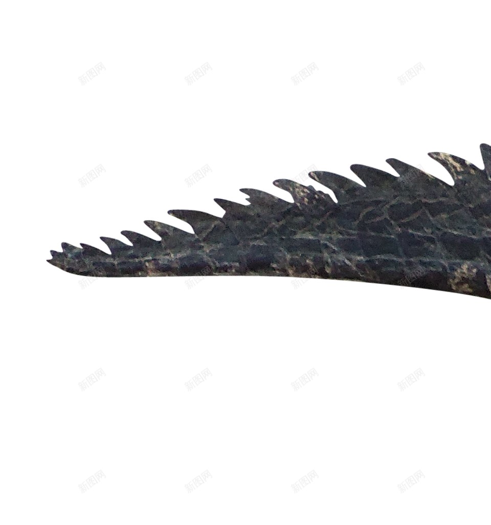 鳄鱼鳄鱼皮png免抠素材_新图网 https://ixintu.com 鳄鱼 鳄鱼皮