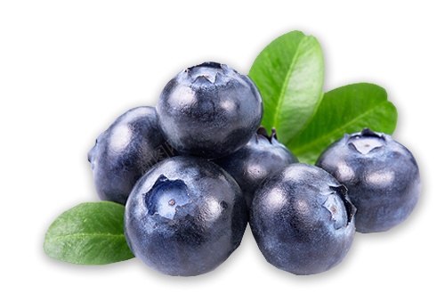 越橘蓝色浆果蓝莓blueberry的复数png免抠素材_新图网 https://ixintu.com blueberry的复数 越橘蓝色浆果蓝莓