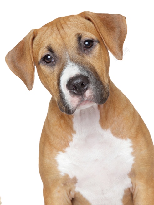 狗犬png免抠素材_新图网 https://ixintu.com 犬 狗
