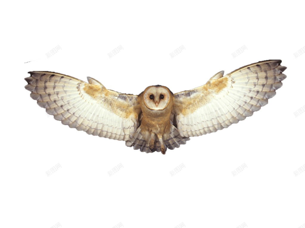 猫头鹰鸮owl的复数png免抠素材_新图网 https://ixintu.com owl的复数 猫头鹰鸮
