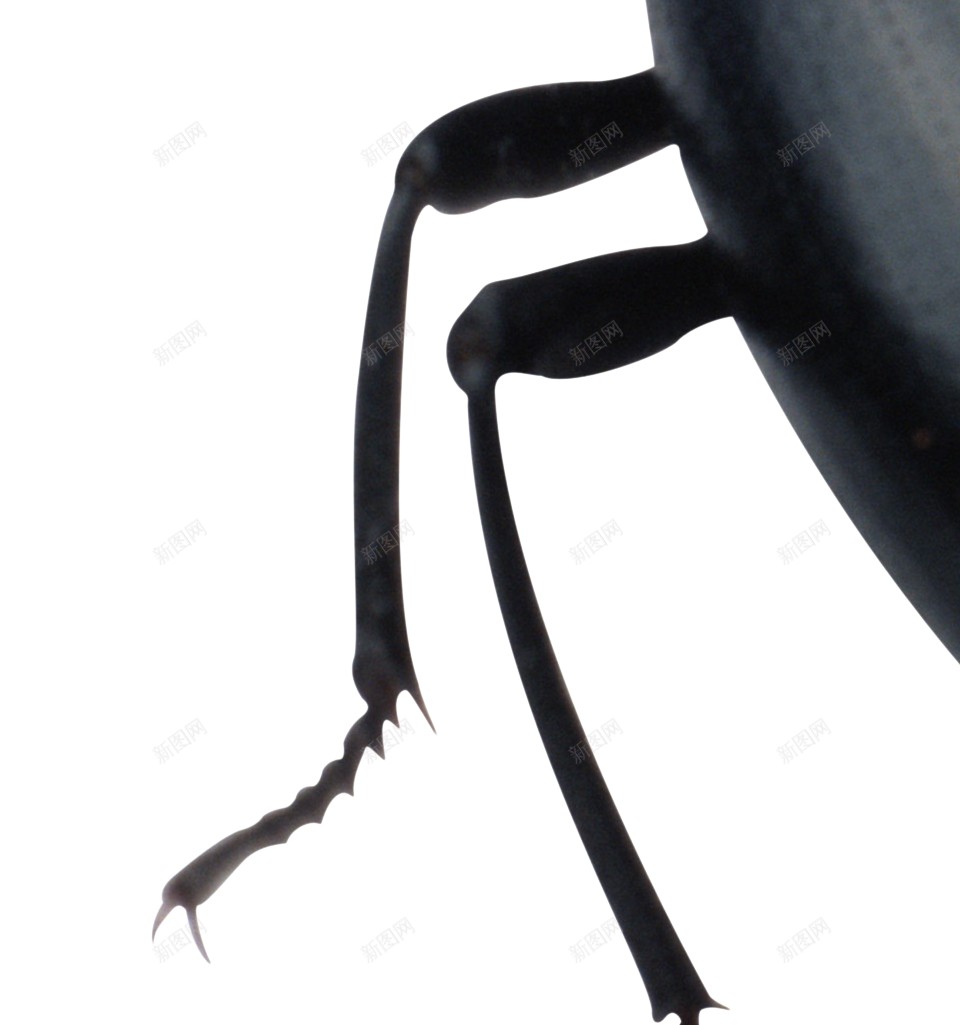 小昆虫虫子png免抠素材_新图网 https://ixintu.com 小昆虫 虫子