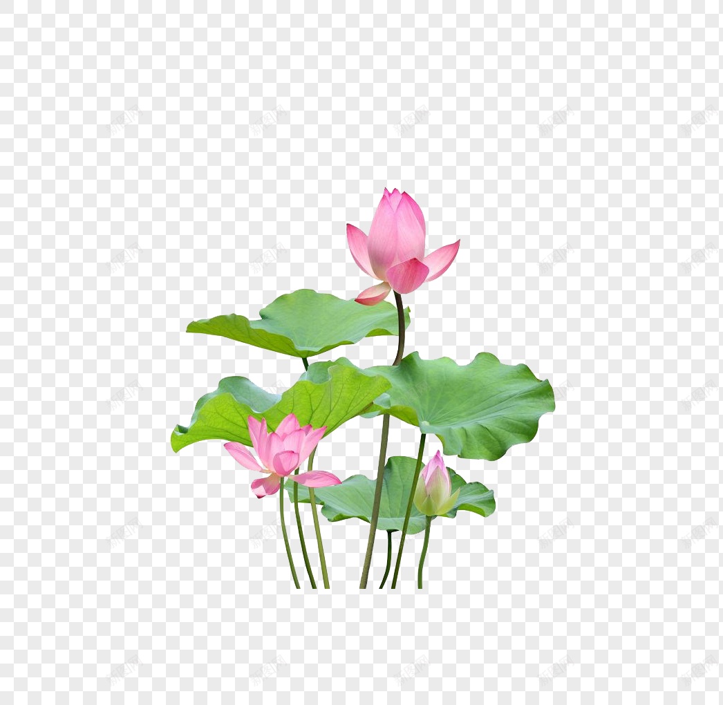 手绘粉红色莲花图案png免抠素材_新图网 https://ixintu.com 卡通 可爱 夏天 夏季 精美绘画 池塘 荷叶 莲蓬 花苞 荷花 莲花 纯洁 插画