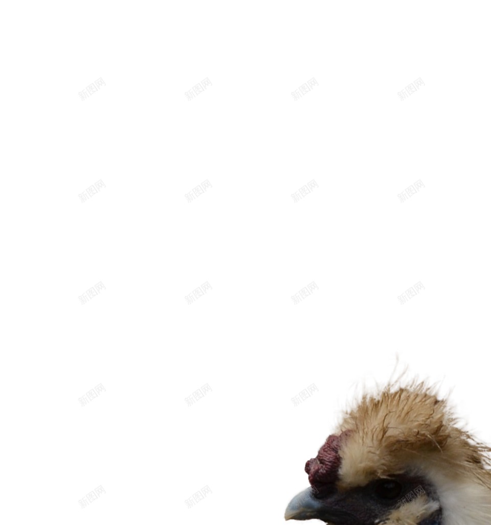 鸡鸡肉png免抠素材_新图网 https://ixintu.com 鸡 鸡肉