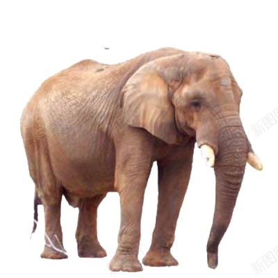 象elephant的复数png免抠素材_新图网 https://ixintu.com elephant的复数 象