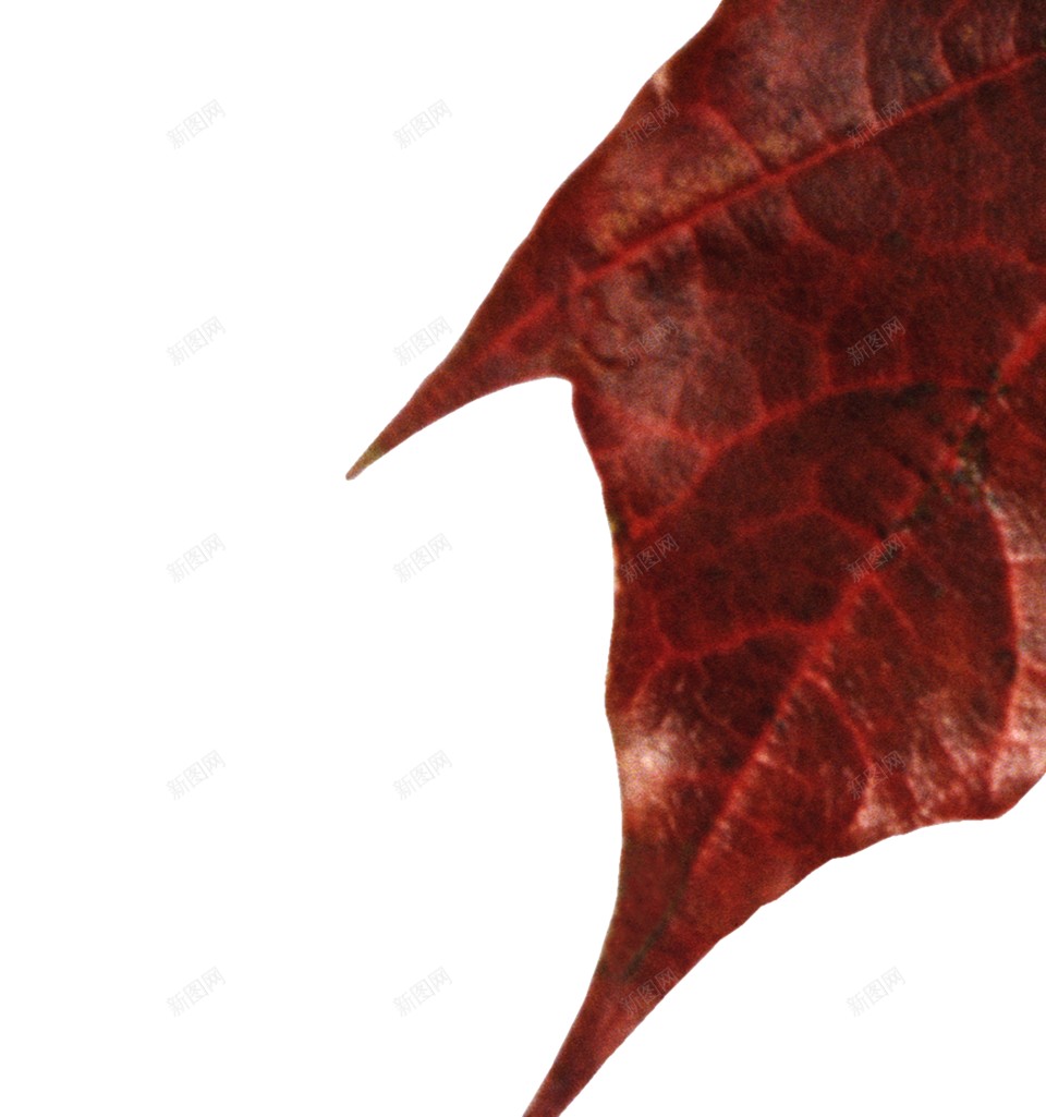 秋季的枫叶png免抠素材_新图网 https://ixintu.com 水彩枫叶 落叶 黄色枫叶 中秋 枫叶 秋天 秋季 落叶 金秋