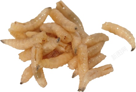 蛆maggot的复数png免抠素材_新图网 https://ixintu.com maggot的复数 蛆