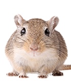 Ratmousepng免抠素材_新图网 https://ixintu.com Rat mouse