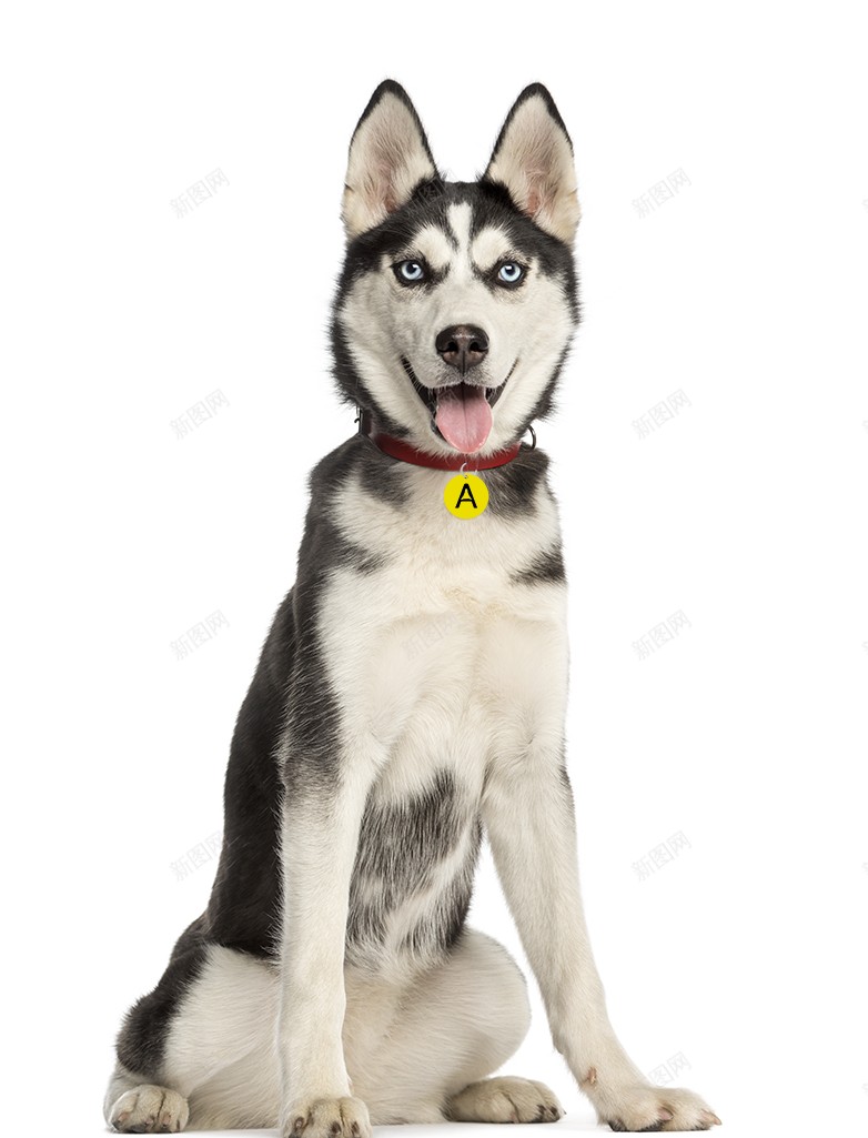 哈士奇宠物狗狗实拍图png免抠素材_新图网 https://ixintu.com 哈士奇 狗狗 犬 可爱 动物 实拍 宠物 忠诚 小狗