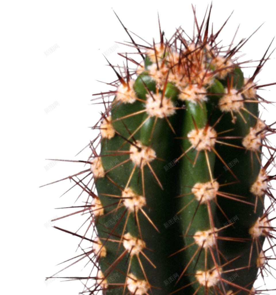 仙人掌科植物仙人掌png免抠素材_新图网 https://ixintu.com 仙人掌 仙人掌科植物