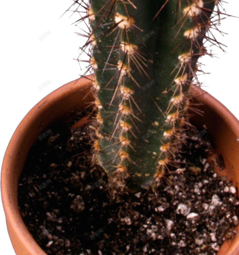 仙人掌科植物仙人掌png免抠素材_新图网 https://ixintu.com 仙人掌 仙人掌科植物