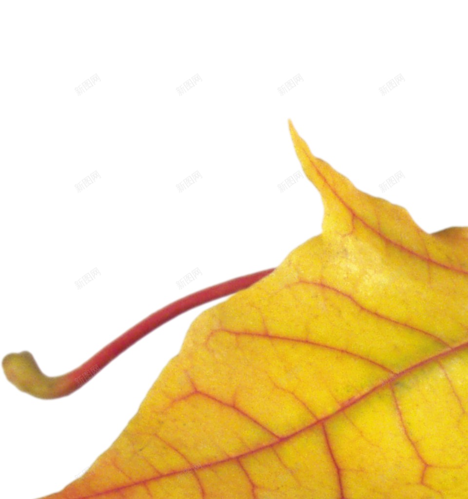 秋季的枫叶png免抠素材_新图网 https://ixintu.com 水彩枫叶 落叶 黄色枫叶 中秋 枫叶 秋天 秋季 落叶 金秋