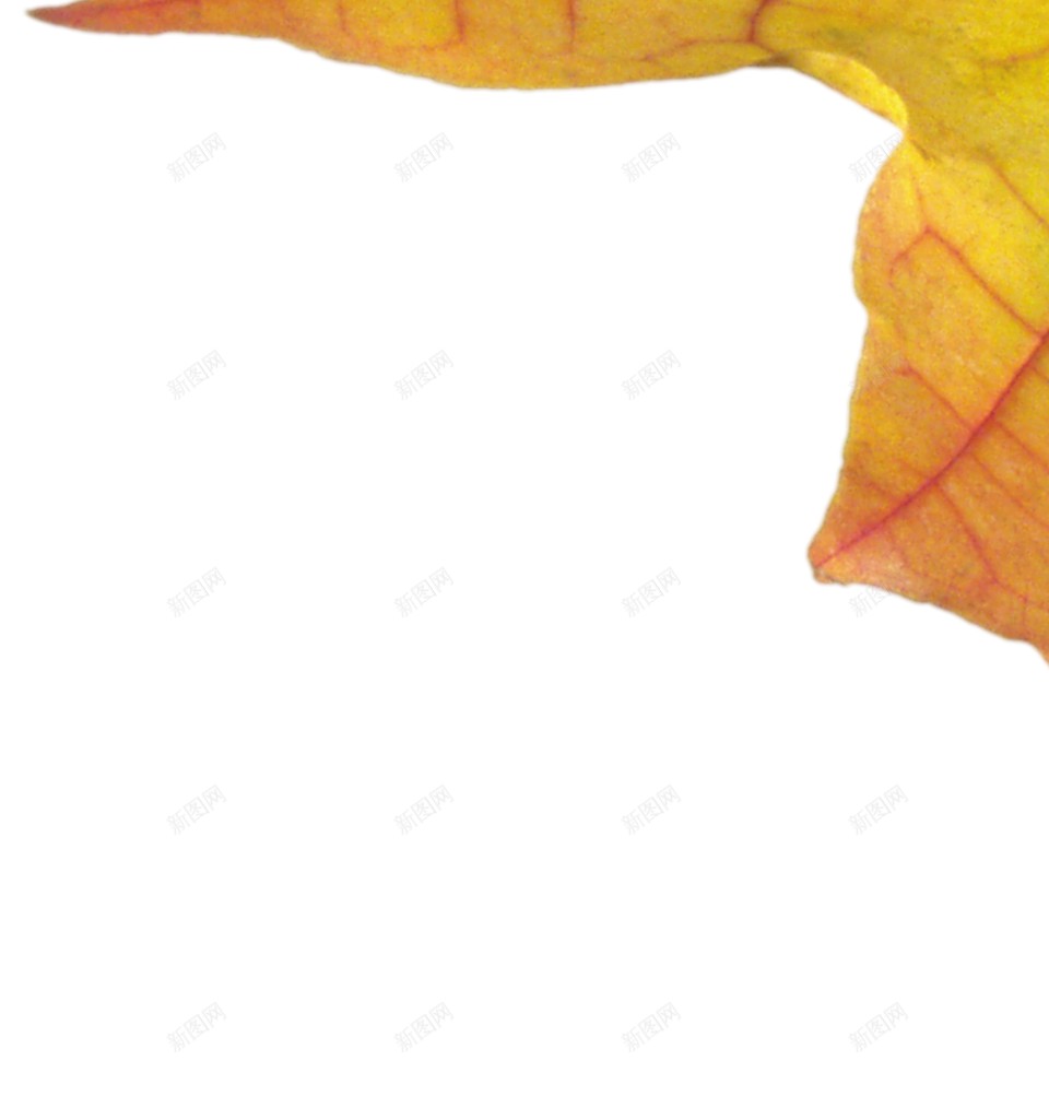 秋季的枫叶png免抠素材_新图网 https://ixintu.com 水彩枫叶 落叶 黄色枫叶 中秋 枫叶 秋天 秋季 落叶 金秋