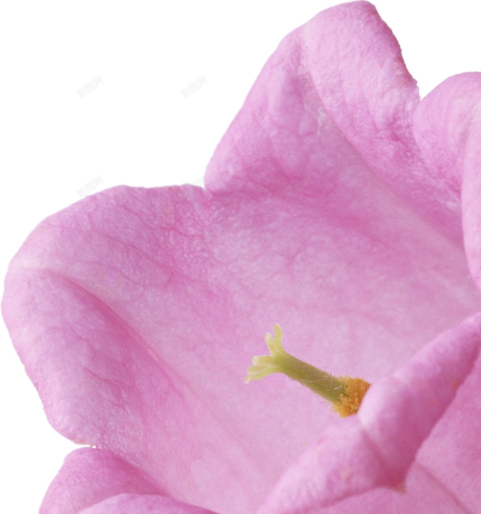 风铃草属吊钟花png免抠素材_新图网 https://ixintu.com 吊钟花 风铃草属