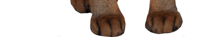 猫猫科动物png免抠素材_新图网 https://ixintu.com 猫 猫科动物