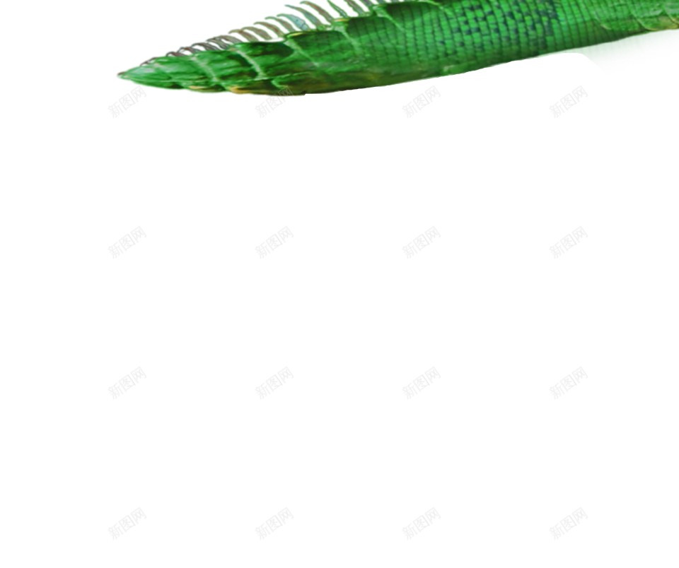 蜥蜴png免抠素材_新图网 https://ixintu.com 蜥蜴
