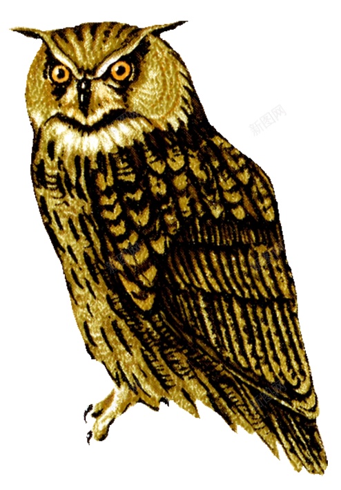 猫头鹰鸮owl的复数png免抠素材_新图网 https://ixintu.com owl的复数 猫头鹰鸮