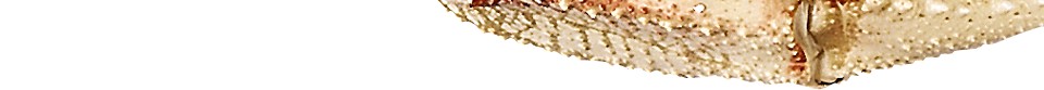 蟹螃蟹png免抠素材_新图网 https://ixintu.com 螃蟹 蟹