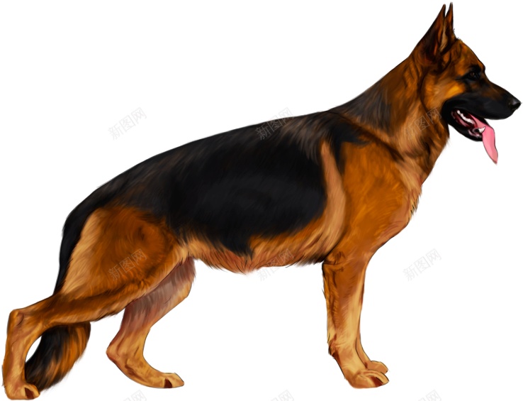 德国牧羊犬狼犬png免抠素材_新图网 https://ixintu.com 德国牧羊犬 狼犬