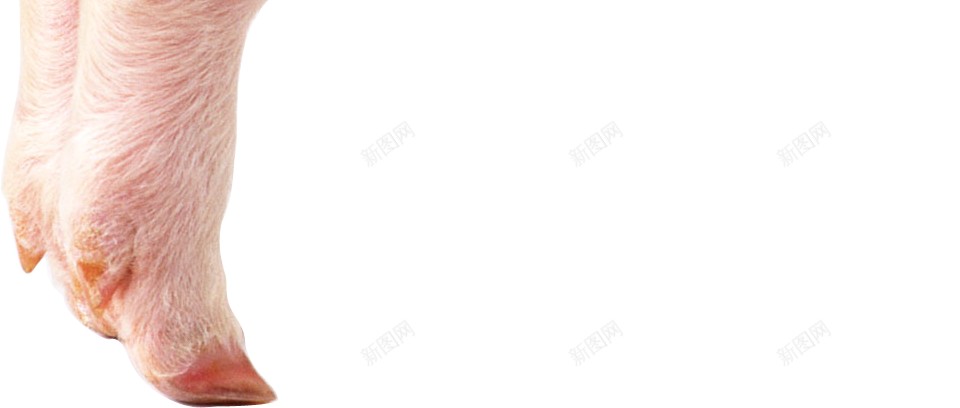 猪大肥猪png免抠素材_新图网 https://ixintu.com 猪 小猪 肥猪 动物 哺乳动物 牲畜 农村 农业
