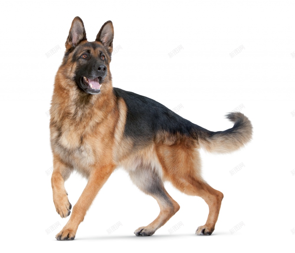 德国牧羊犬狼犬png免抠素材_新图网 https://ixintu.com 德国牧羊犬 狼犬