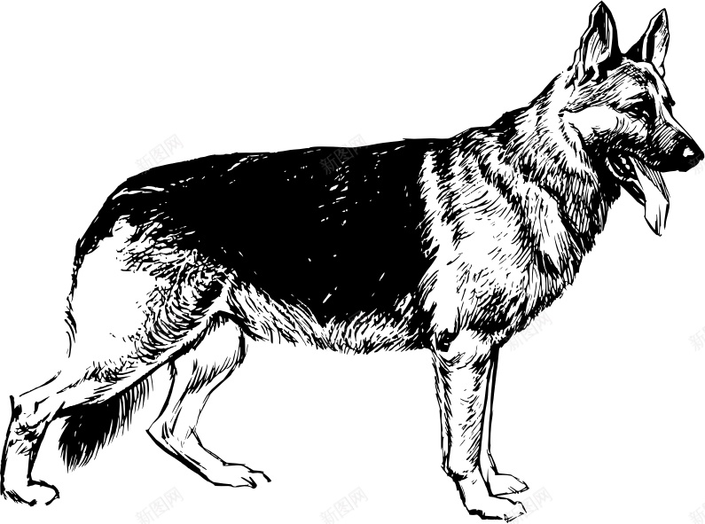 德国牧羊犬狼犬png免抠素材_新图网 https://ixintu.com 德国牧羊犬 狼犬