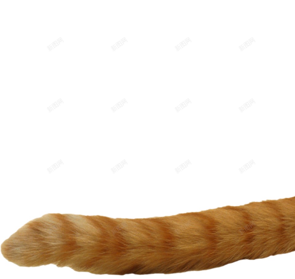 猫猫科动物png免抠素材_新图网 https://ixintu.com 猫 猫科动物