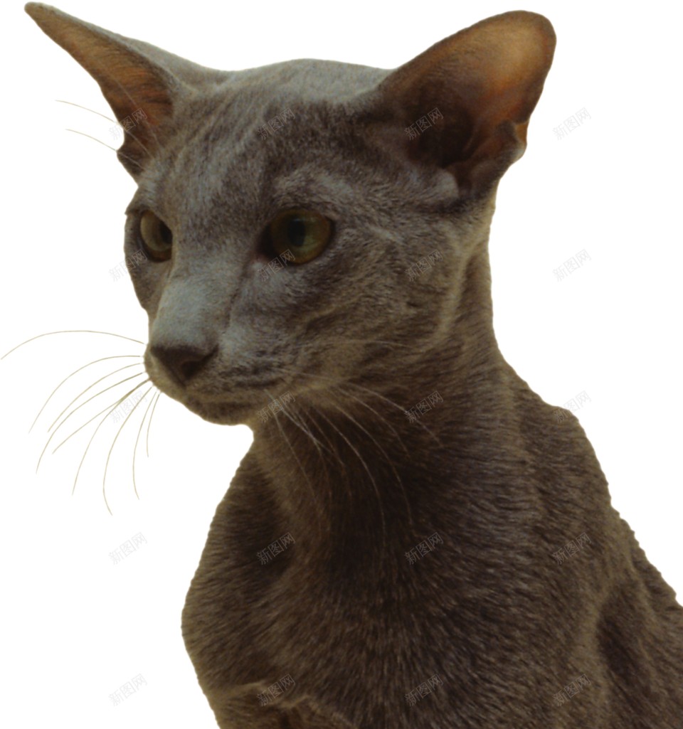 猫猫科动物png免抠素材_新图网 https://ixintu.com 猫 猫科动物