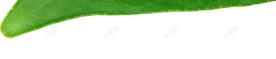 石灰酸橙png免抠素材_新图网 https://ixintu.com 石灰 酸橙