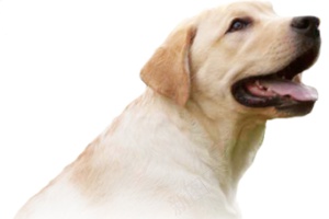 拉布拉多猎狗拉布拉多猎犬png免抠素材_新图网 https://ixintu.com 拉布拉多猎犬 拉布拉多猎狗