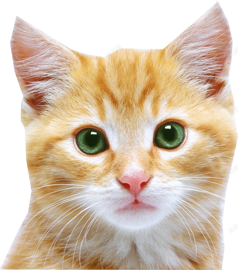 猫猫科动物png免抠素材_新图网 https://ixintu.com 猫 猫科动物