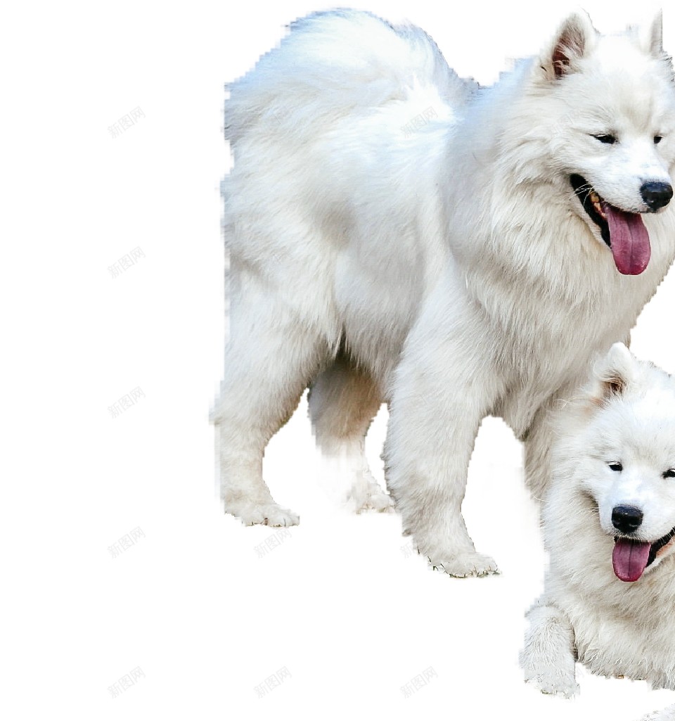 薩摩耶犬萨摩耶犬png免抠素材_新图网 https://ixintu.com 萨摩耶犬 薩摩耶犬