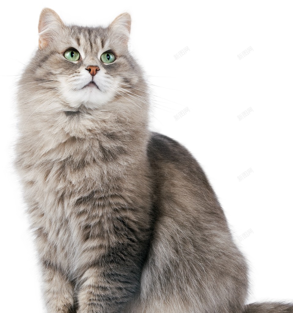 猫猫科动物png免抠素材_新图网 https://ixintu.com 猫 猫科动物