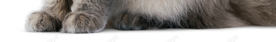 猫猫科动物png免抠素材_新图网 https://ixintu.com 猫 猫科动物
