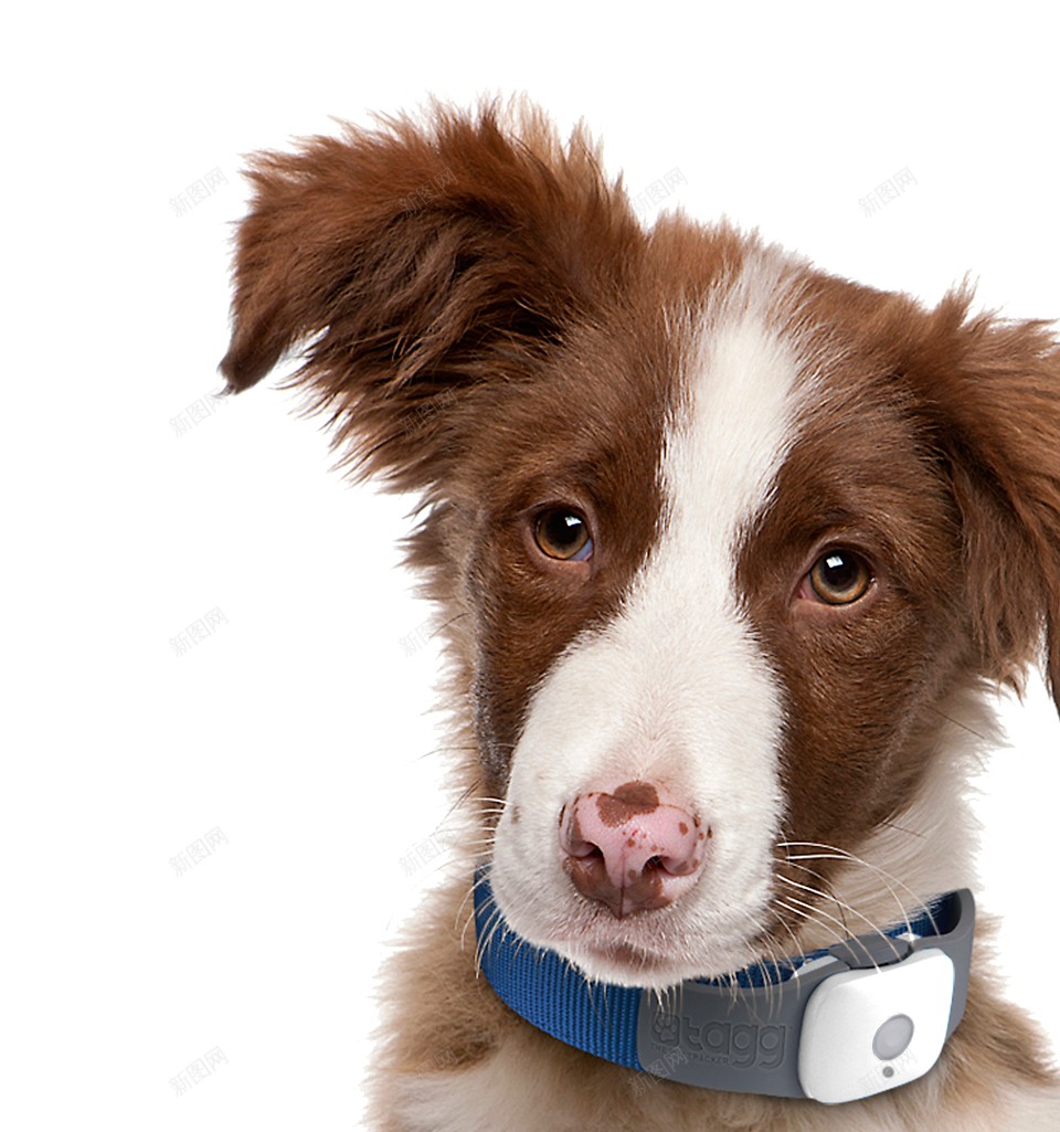 狗犬png免抠素材_新图网 https://ixintu.com 犬 狗