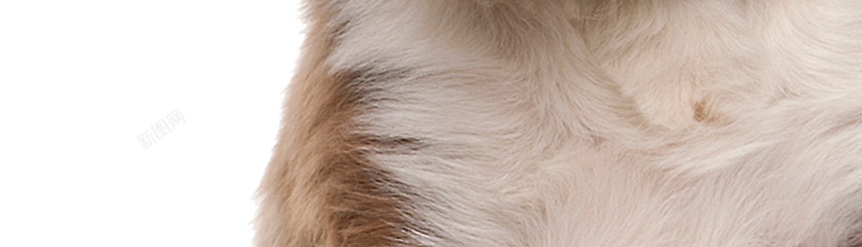 狗犬png免抠素材_新图网 https://ixintu.com 犬 狗