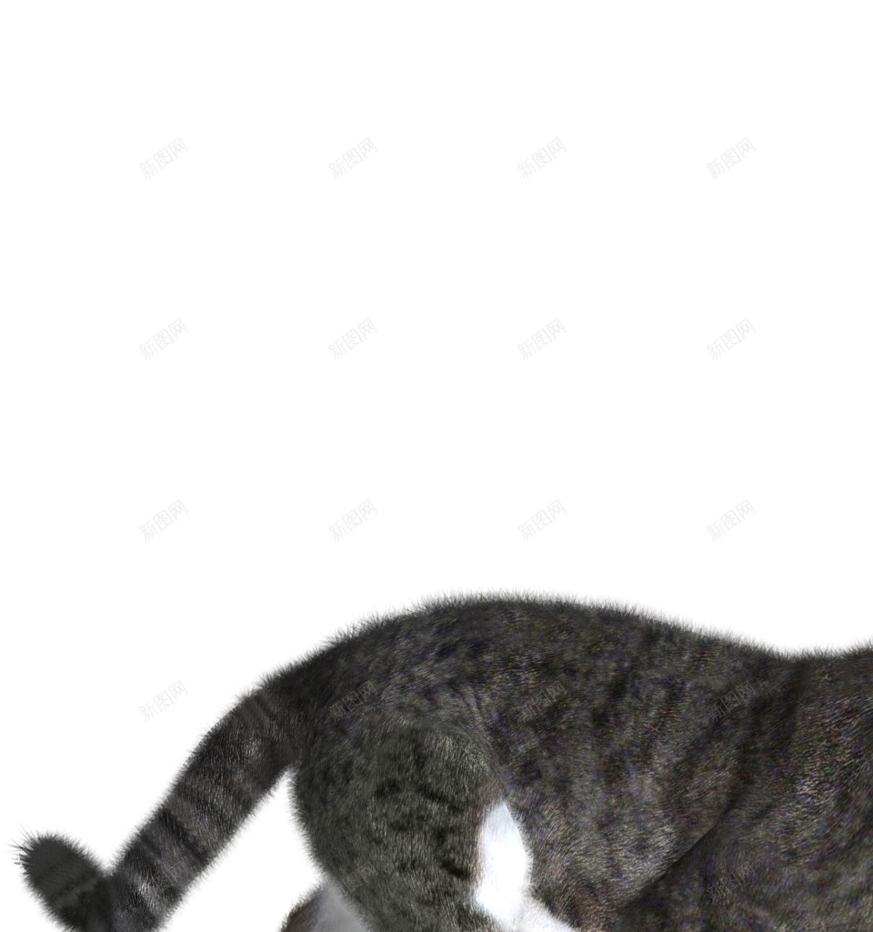 猫猫科动物png免抠素材_新图网 https://ixintu.com 猫 猫科动物