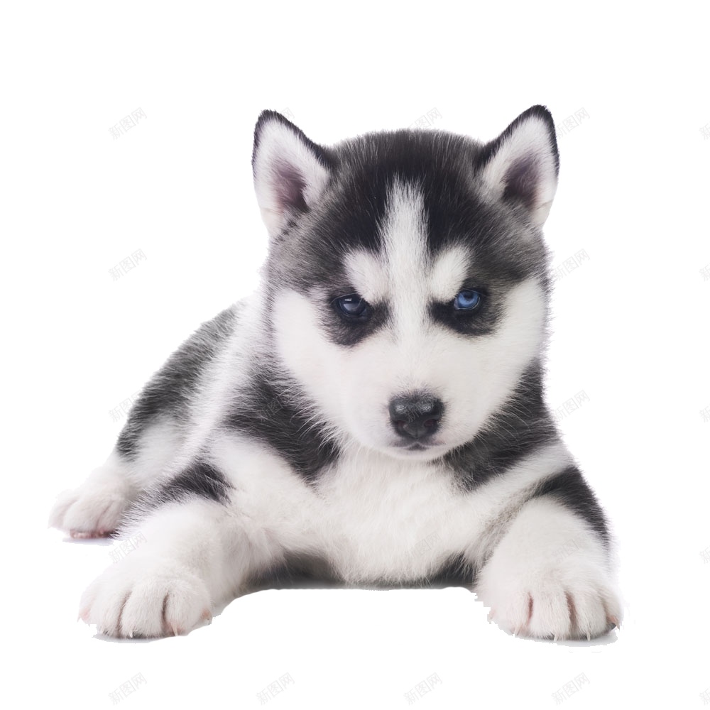 哈士奇宠物狗狗实拍图png免抠素材_新图网 https://ixintu.com 哈士奇 狗狗 犬 可爱 动物 实拍 宠物 忠诚 小狗