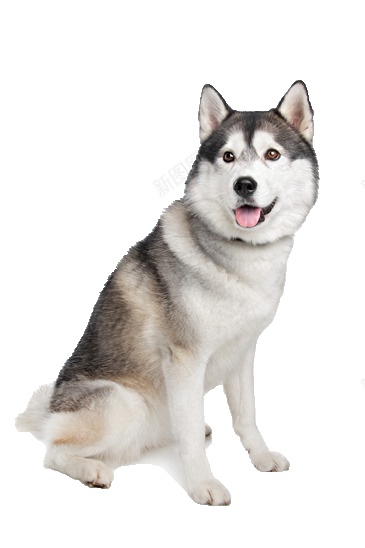 哈士奇宠物狗狗实拍图png免抠素材_新图网 https://ixintu.com 哈士奇 狗狗 犬 可爱 动物 实拍 宠物 忠诚 小狗