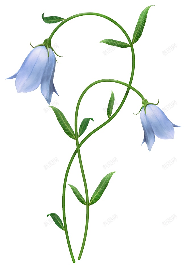 风铃草属吊钟花png免抠素材_新图网 https://ixintu.com 吊钟花 风铃草属