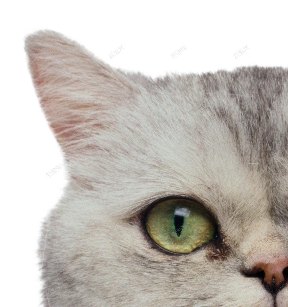 猫猫科动物png免抠素材_新图网 https://ixintu.com 猫 猫科动物