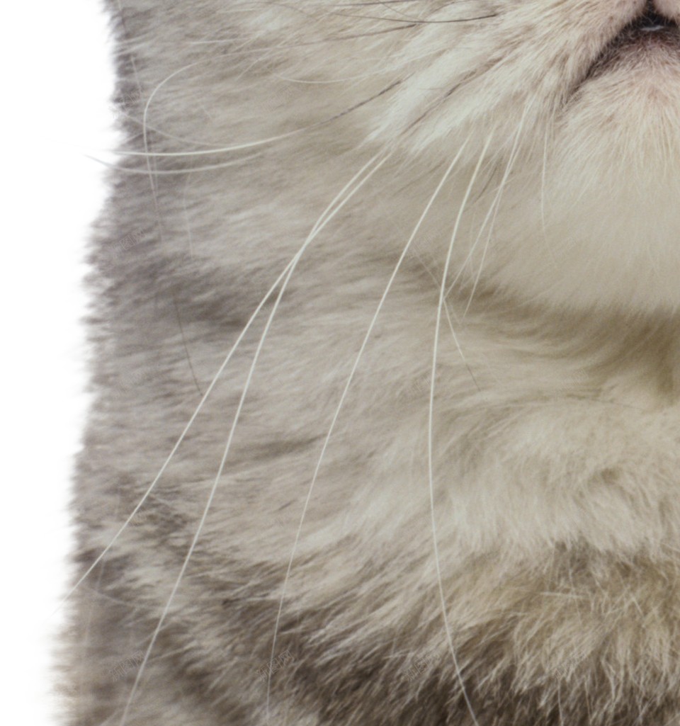 猫猫科动物png免抠素材_新图网 https://ixintu.com 猫 猫科动物