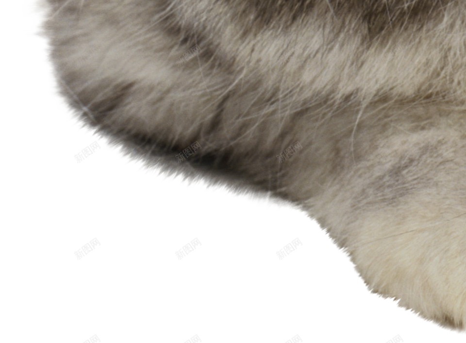 猫猫科动物png免抠素材_新图网 https://ixintu.com 猫 猫科动物