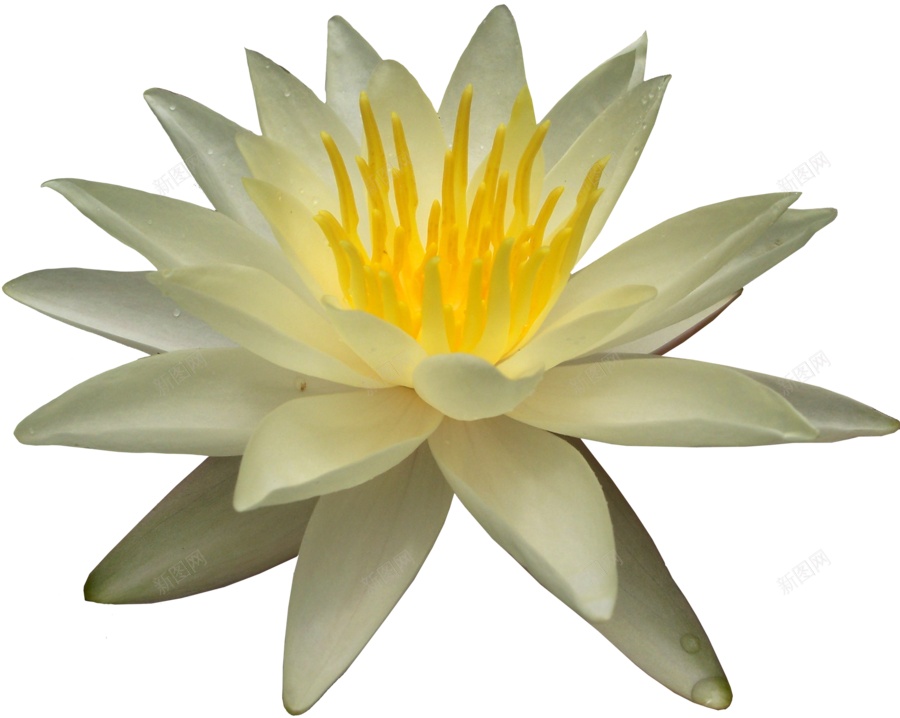手绘淡黄色莲花图案png免抠素材_新图网 https://ixintu.com 卡通 可爱 夏天 夏季 插画 池塘 荷叶 开放 荷花 精美 莲花 纯洁