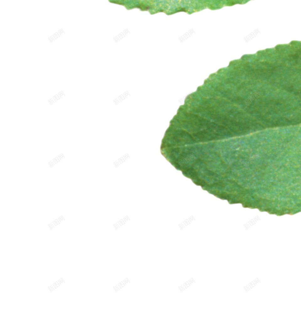 越橘蓝色浆果蓝莓blueberry的复数png免抠素材_新图网 https://ixintu.com blueberry的复数 越橘蓝色浆果蓝莓
