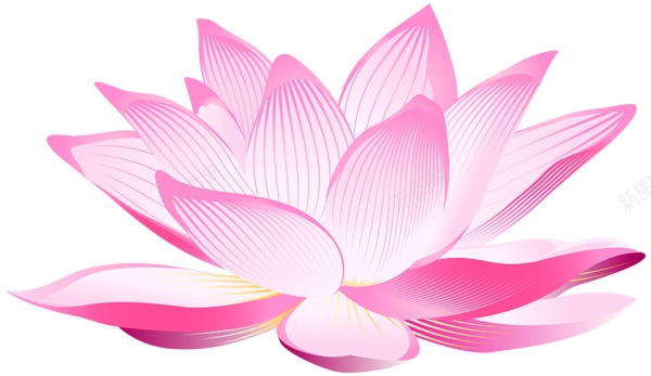 手绘粉红色莲花图案png免抠素材_新图网 https://ixintu.com 卡通 可爱 夏天 夏季 插画 池塘 荷叶 开放 荷花 精美 莲花 纯洁